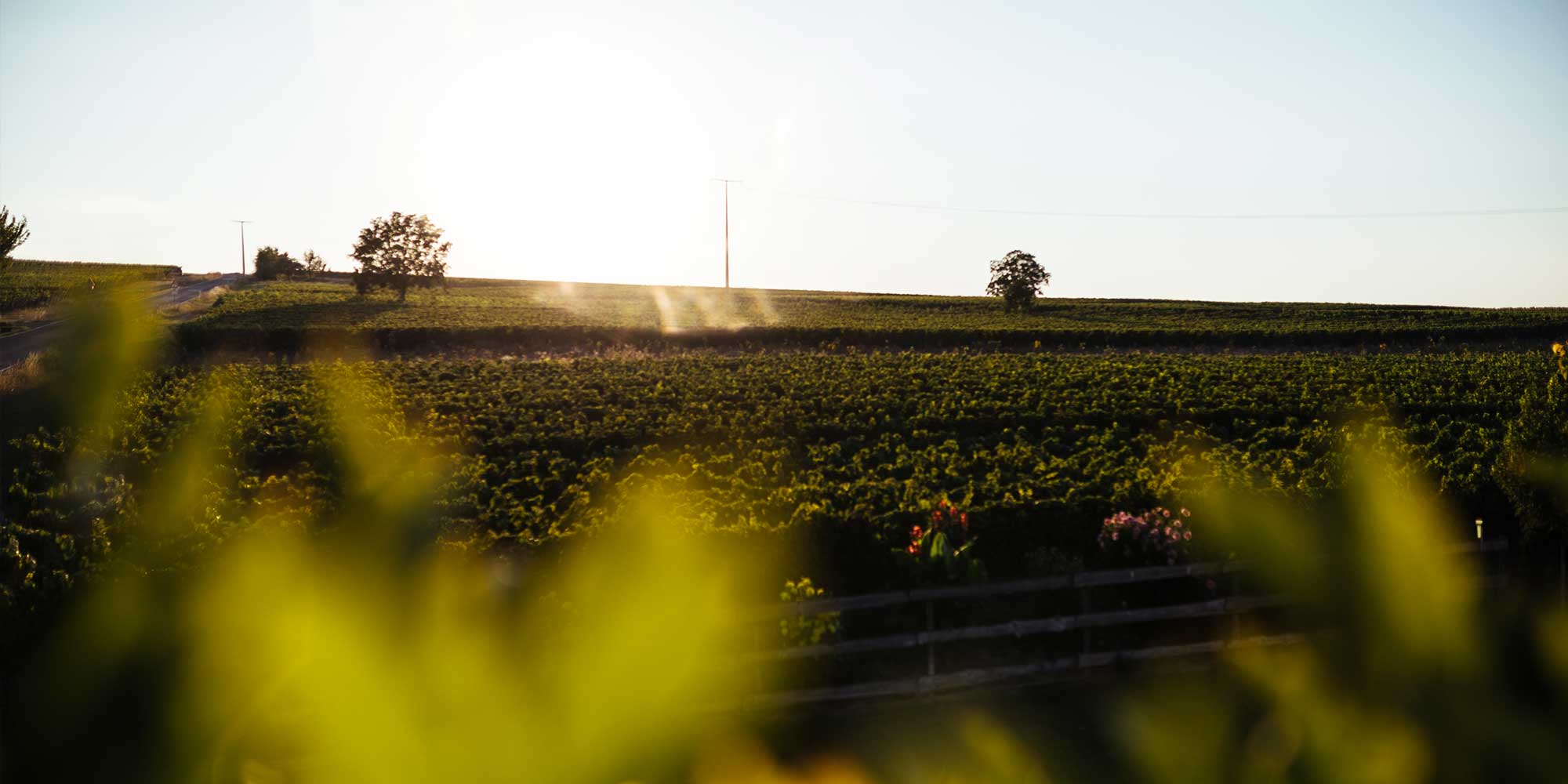 johanninger-weinreben-natur